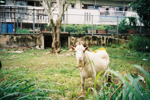 石垣島にはヤギがいっぱいいます。