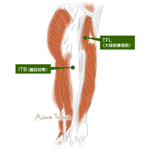 太もも筋肉図　ＩＴＢ（腸脛靭帯）・ＴＦＬ（大腿筋膜張筋）
