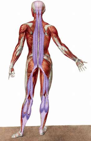 離れた個所の筋肉も一体の筋膜によって繋がっているということが発見される〜
